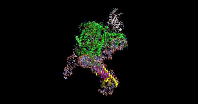 Human telomerase catalytic core pre-termination state, 9SI0 3D macromolecular structure 4K spinning