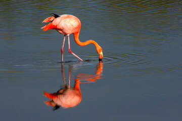 American Flamingo Isabela Island Galapagos © Tomas