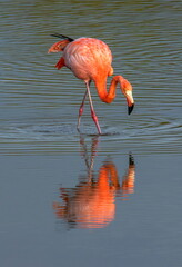 American Flamingo Isabela Island Galapagos © Tomas