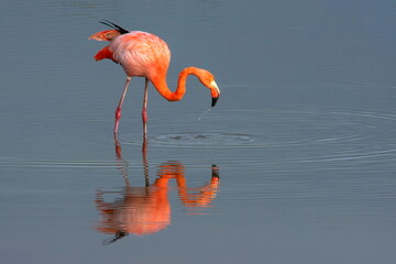 American Flamingo Isabela Island Galapagos © Tomas