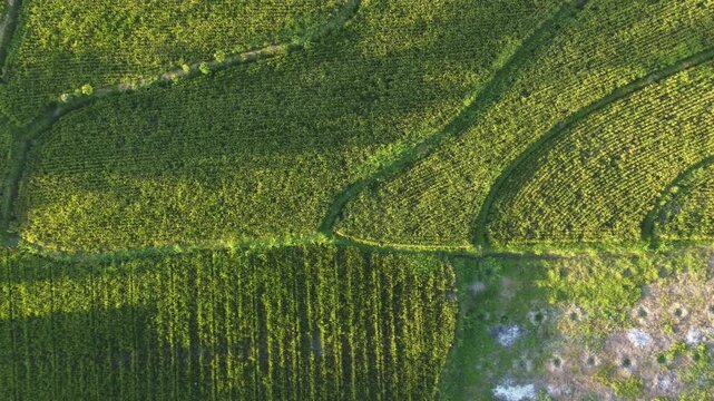Top view of green rice fields at sunrise in Central Java, Indonesia.