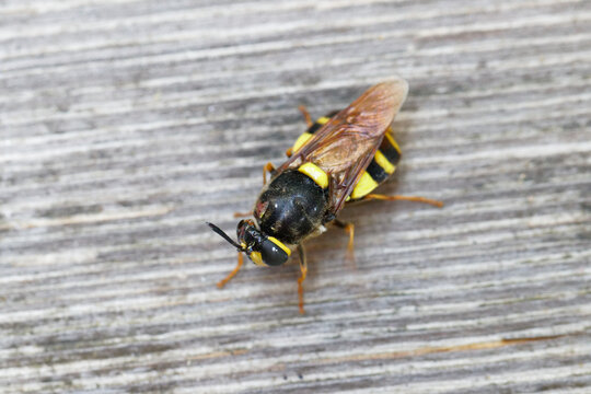stratiomydae