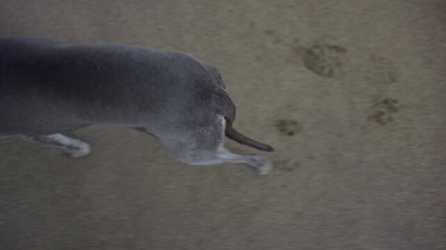 Grey 13 year old Whippet dog making paw prints walking on the sand