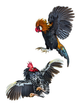 Two roosters fighting in the air isolated on white background.
