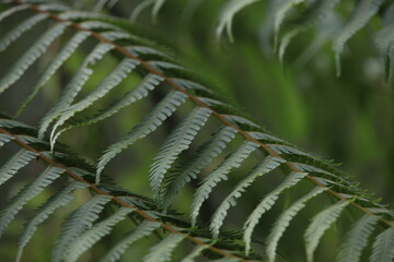 Close-up of green fern fronds © YiChuan