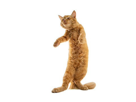 helpful ginger cat posing isolated on white background.