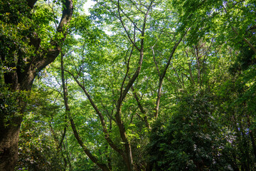 Fototapeta premium 爽やかな公園風景