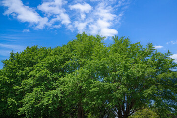 Fototapeta premium 爽やかな公園風景