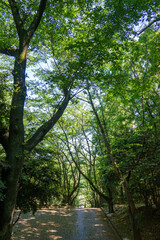 Fototapeta premium 爽やかな公園風景