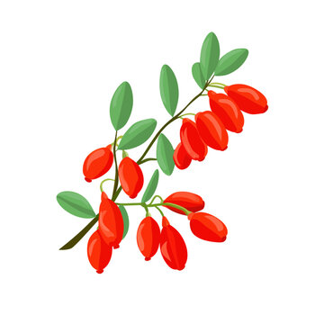 Red Barberry Berries on a Branch