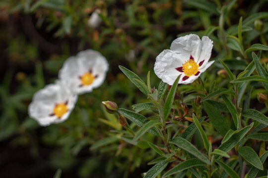 Cistus ladanifer flower with spotted petals and blurred blooms