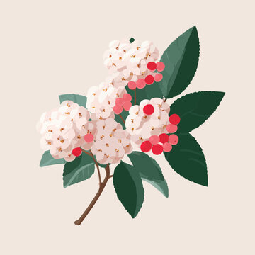 Viburnum Branch with White Flowers and Red Berries