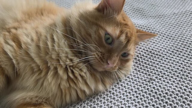 adorable fluffy cat plays and sleeps among soft fabrics, capturing innocent curiosity and tender moments perfect for greeting cards, childrens books touching advertising materials. Obesity in cats.