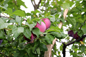A branch with Kubanskaya Kometa cherry plum fruits (Prunus cerasifera in Latin) in leaf against a background of another variety on a cloudy summer day in the garden - vertical photo, close-up © Iuliia Koroleva
