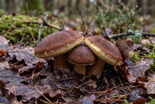 Three large porcini mushrooms with brown caps cluster together in wet autumn leaves on a forest floor, with water droplets visible on the caps.