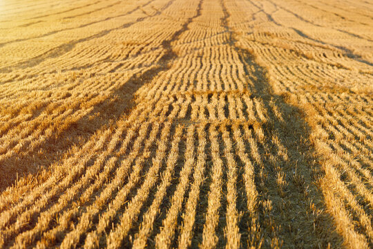 Harvested wheat field stretches beneath warm evening light in Ukraine. Ukraine farmland displays parallel tractor tracks across golden stubble with strong texture and agricultural pattern.
