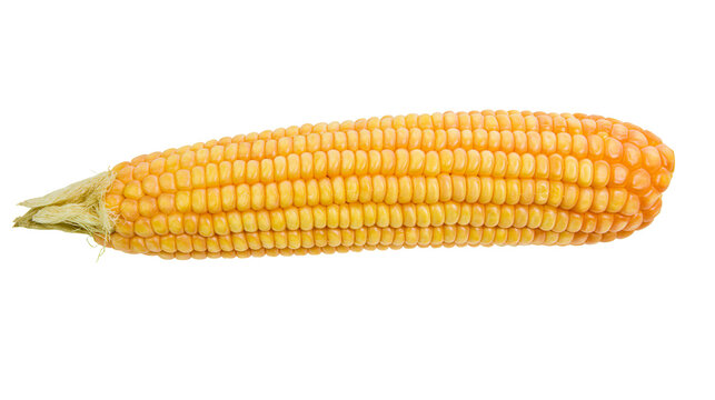 Golden ripe corn cob with dry husk, isolated on transparent background