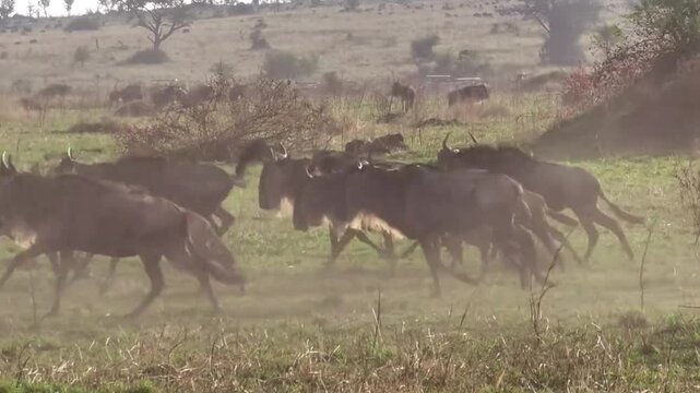 Large Wildebeest Herd Migrating across African Grassland