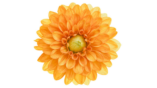 Vibrant orange dahlia flower with layered petals, isolated on transparent background