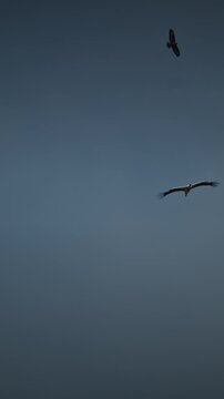 White stork and buzzard soaring together in the clear blue spring sky over Europe in slow motion