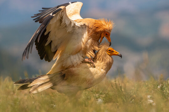Egyptian vultures copulating among the grass