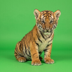 Obraz premium A young tiger cub sits patiently while looking toward the camera lens in a natural setting display to showcase the beauty of wild animals living within their habitat through this wildlife