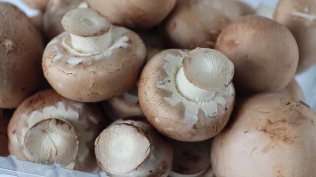 Side view of fresh brown baby Portobello mushrooms (Agaricus bisporus) rotating in a transparent plastic container. Ideal for retail, grocery, food packaging and culinary concepts.