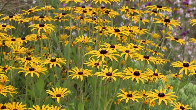 Abundant bright yellow Rudbeckia flowers with dark raised centers gently swaying against a softly blurred flower bed. Ideal for summer, pollinator and garden concepts.