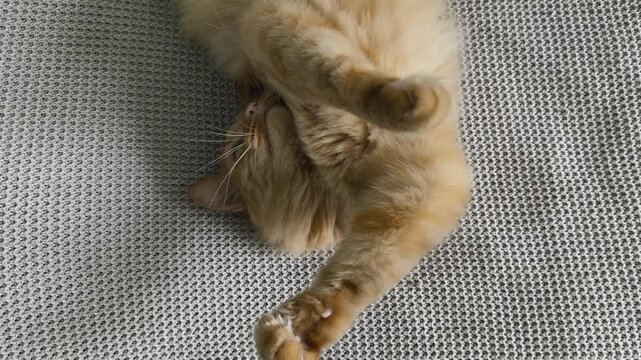 adorable fluffy cat plays and sleeps among soft fabrics, capturing innocent curiosity and tender moments perfect for greeting cards, childrens books touching advertising materials. Obesity in cats.