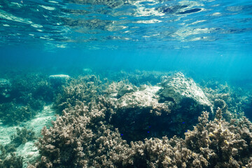 Shallow Coral Reef Under Sunlit Blue Water © Satoshi