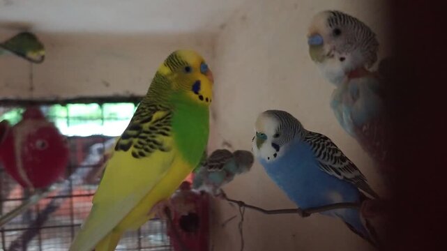 Colorful budgerigar parrots resting, eating, and playing inside an aviary cage