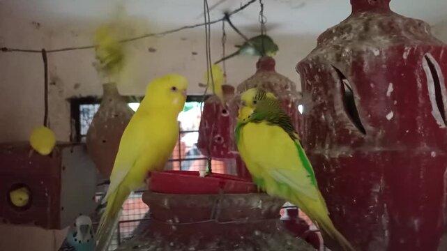 Colorful budgerigar parrots resting, eating, and playing inside an aviary cage
