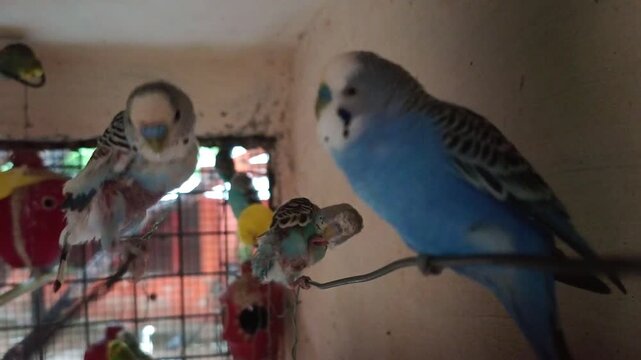 Colorful budgerigar parrots resting, eating, and playing inside an aviary cage