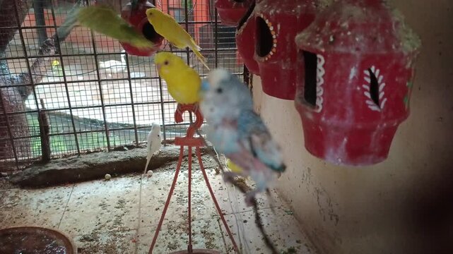 Colorful budgerigar parrots resting, eating, and playing inside an aviary cage