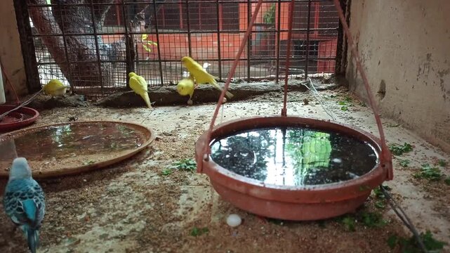 Colorful budgerigar parrots resting, eating, and playing inside an aviary cage