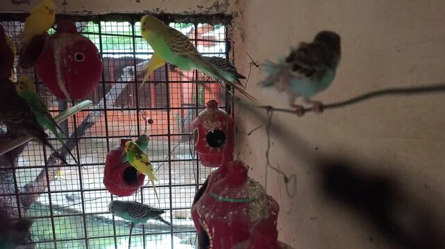 Colorful budgerigar parrots resting, eating, and playing inside an aviary cage