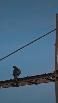 black crow perches on the rusty metal framework of an industrial structure or antenna against a clear blue spring sky in Europe.