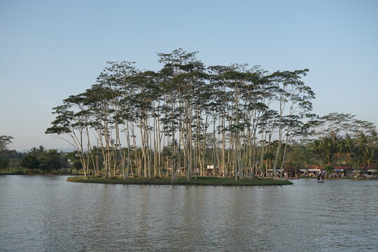 Serene landscape of a small island with tall thin trees surrounded by calm lake water under a clear blue sky