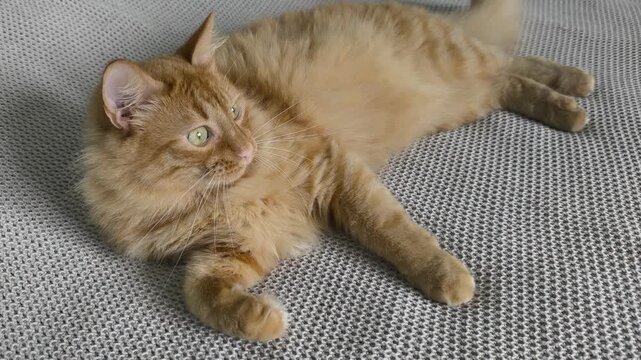 adorable fluffy cat plays and sleeps among soft fabrics, capturing innocent curiosity and tender moments perfect for greeting cards, childrens books touching advertising materials. Obesity in cats.