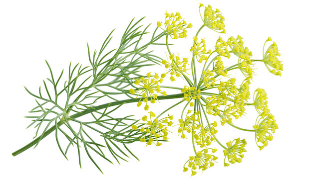 Delicate dill flower sprigs with feathery green leaves, isolated on transparent background