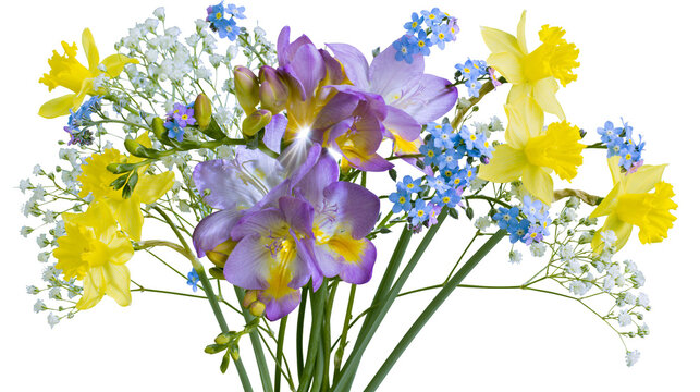 Vibrant bouquet of yellow daffodils purple freesia blue forget-me-nots and baby s breath, isolated on transparent background