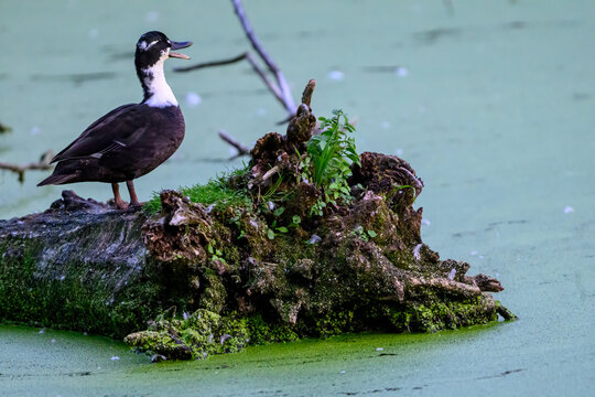 black duck on the beach
