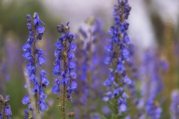 Fototapeta premium Wild blue aconite monkshood flowers blooming in an alpine mountain meadow. 