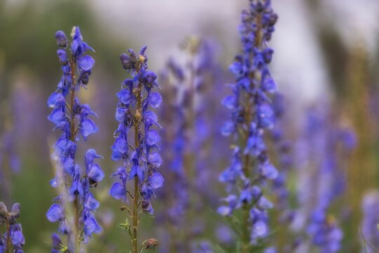 Wild blue aconite monkshood flowers blooming in an alpine mountain meadow. 