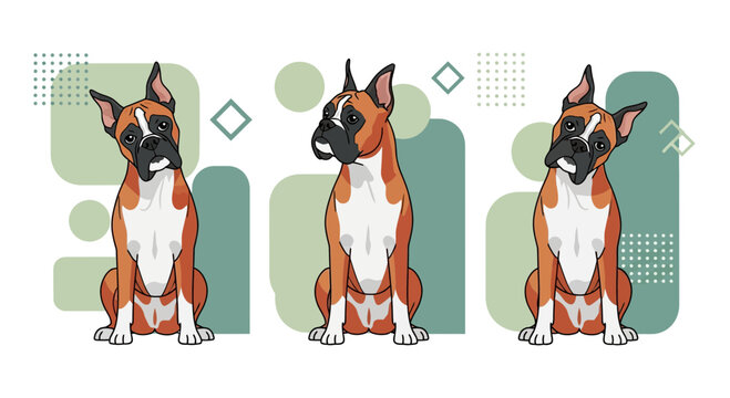 Boxer Dog Head Tilt Vector Illustration Set