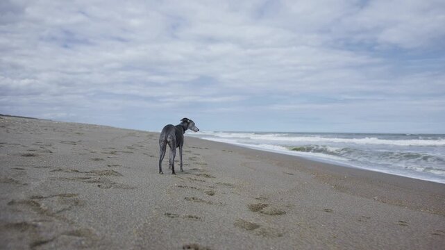 Grey 13 year old Whippet on the beach turns and walks towards the camera