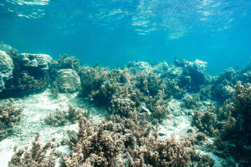 Underwater Seascape with Turquoise Ocean Water © Satoshi