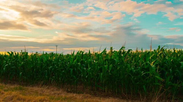 Corn Field Sunset Timelapse. Green maize plantation under dramatic clouds with golden evening sky, agriculture, agronomy, crop cultivation. Rural farmland landscape for farming business, food