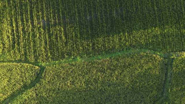 Top view of green rice fields at sunrise in Central Java, Indonesia.