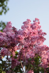 朝陽を受けるライラックの花 © akht.mymt